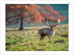 Stag in a field by Assaf Frank